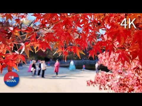 Walking in Seoul l Changgyeonggung Palace l Autumn leaves / 창경궁 단풍 걷기 l 2024.11.22