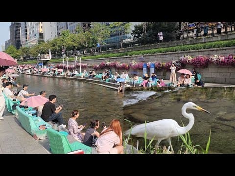 외국인들도 신기해 하는 청계천의 초여름/ 백로 왜가리 왕성한 물고기 사냥/해오라기 청둥오리 잉어 떼  summer in Cheonggyecheon