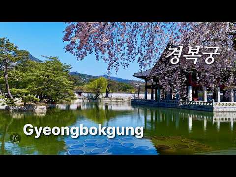Cherry Blossoms at Gyeongbokgung Palace | Royal Architecture & Gyeonghoeru Pavilion. 경복궁