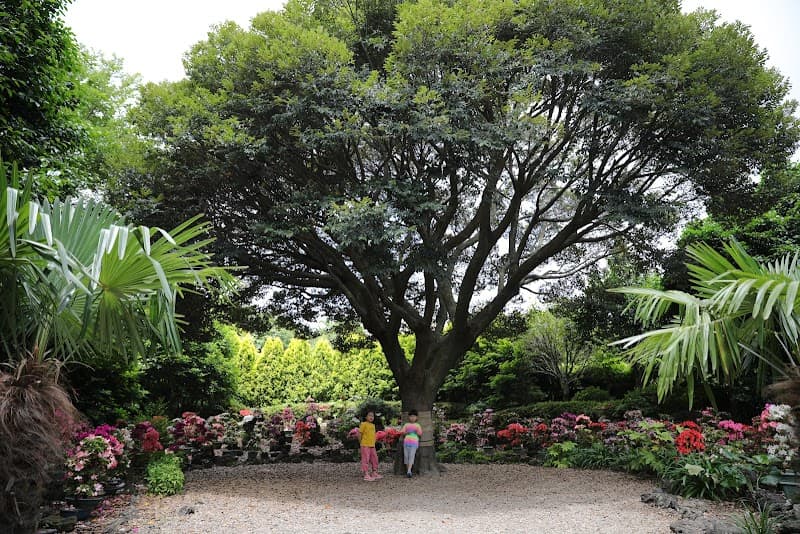 Camellia Hill
