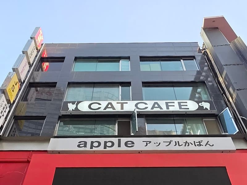 Cat Cafe Myeongdong