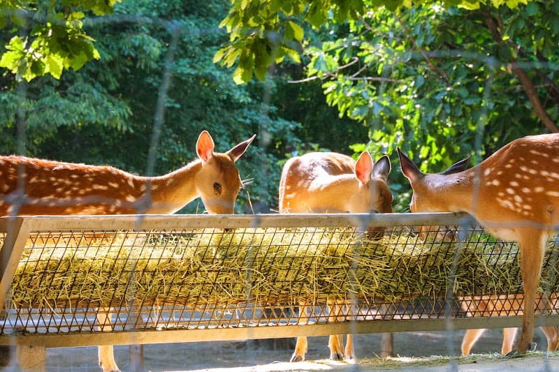 Deer Enclosure